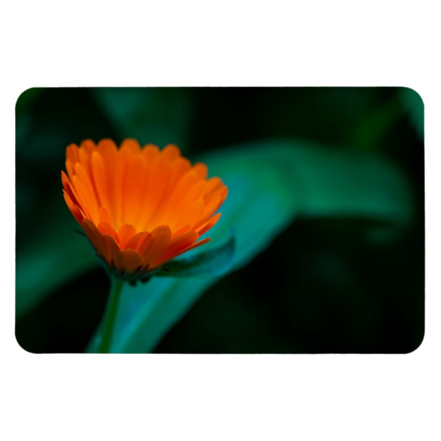 Orange daisy Blume Magnet (Horizontal)