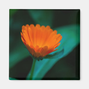 Orange daisy Blume Magnet