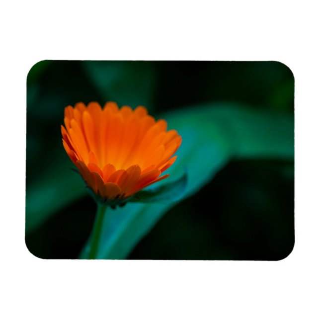 Orange daisy Blume Magnet (Horizontal)