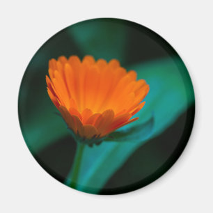 Orange daisy Blume Magnet