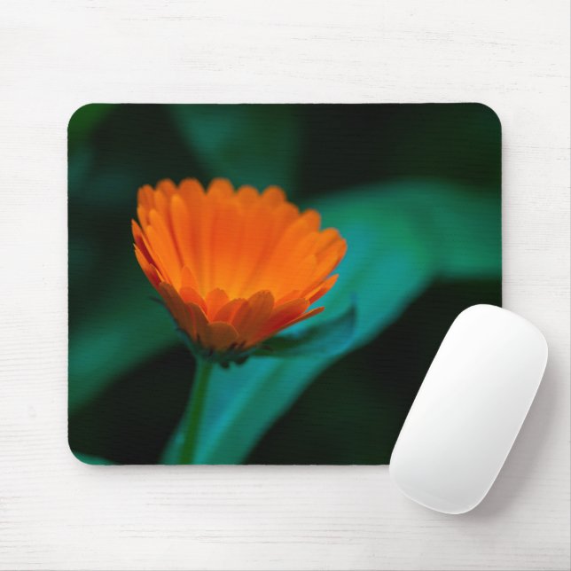 Orange daisy Blume Mousepad (Mit Mouse)