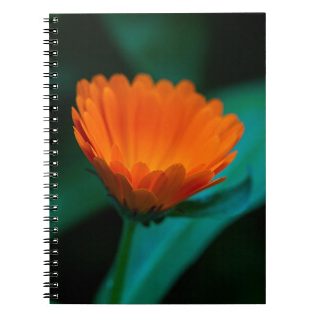 Orange daisy Blume Notizblock (Vorderseite)