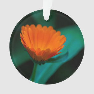 Orange daisy Blume Ornament