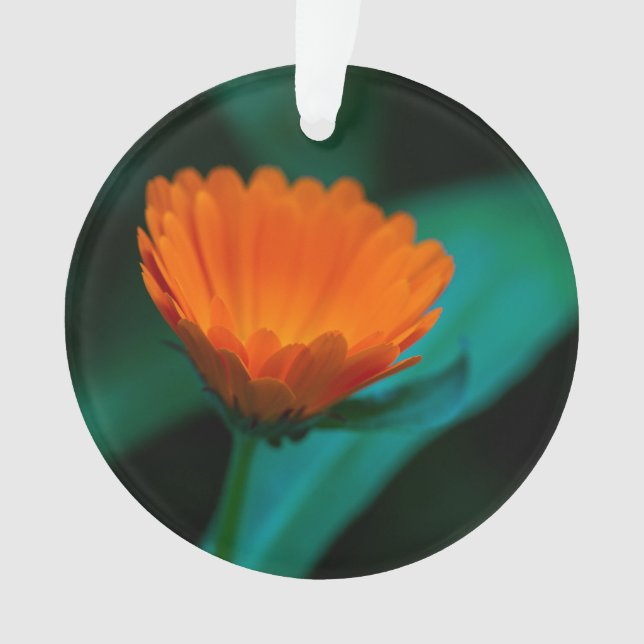 Orange daisy Blume Ornament (Vorderseite)