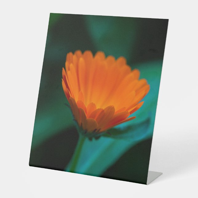 Orange daisy Blume Sockelschild (Vorderseite)