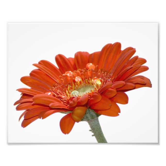 Orange Daisy Gerbera Blume Fotodruck (Vorne)