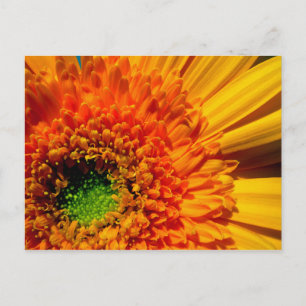 Orange Daisy Postcard Postkarte