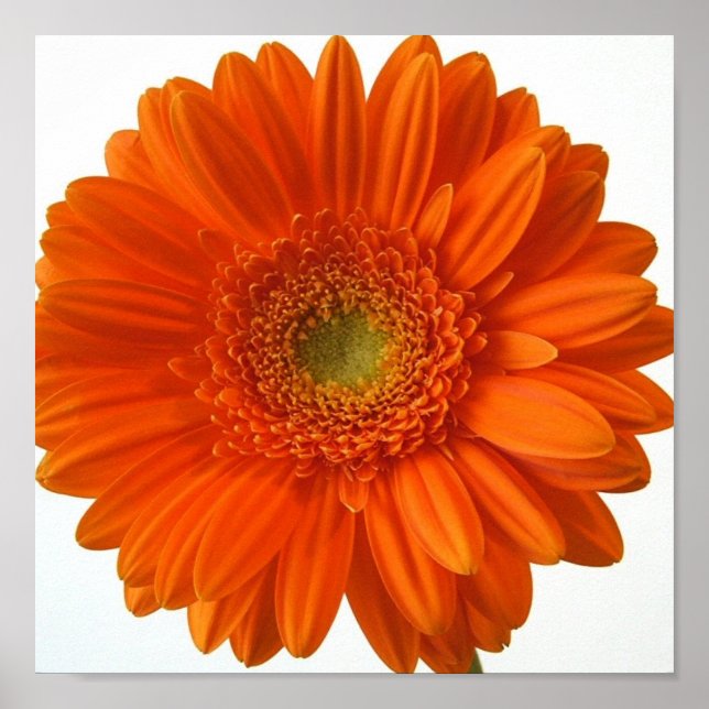 Orange Daisy Poster Print (Vorne)
