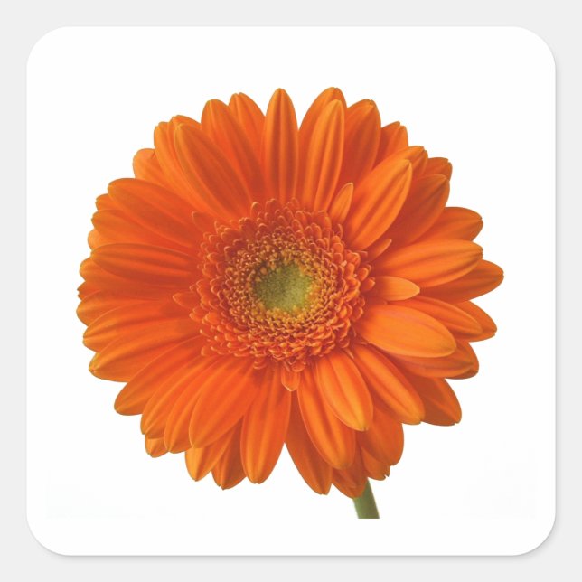 Orange Daisy Stickers (Vorderseite)