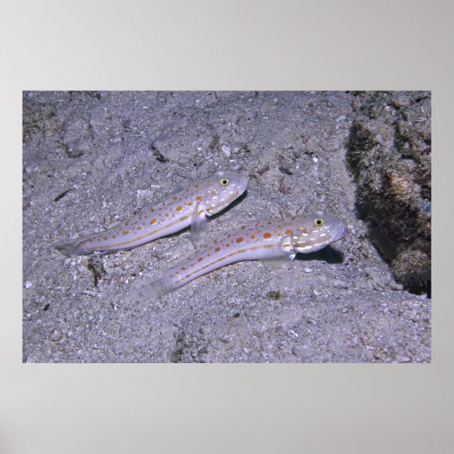 Orange Dash Goby Pair Poster (Vorne)