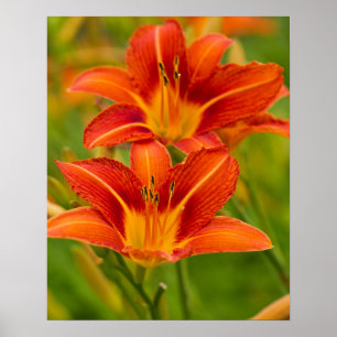 Orange Daylilies Poster Papier (Matte)
