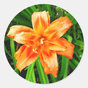 Orange Double Day Lily Runder Aufkleber