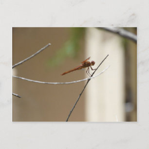 Orange Dragonfly Postkarte