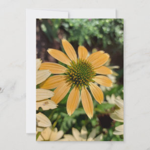 Orange Echinacea Coneflower Blume Blank Card
