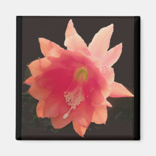 Orange Epiphyte Magnet