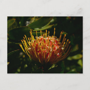 ORANGE EXOTIC CACTUS BLUME POSTKARTE