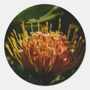 ORANGE EXOTIC CACTUS BLUME RUNDER AUFKLEBER
