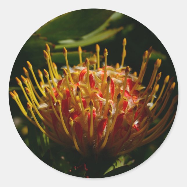 ORANGE EXOTIC CACTUS BLUME RUNDER AUFKLEBER (Vorderseite)