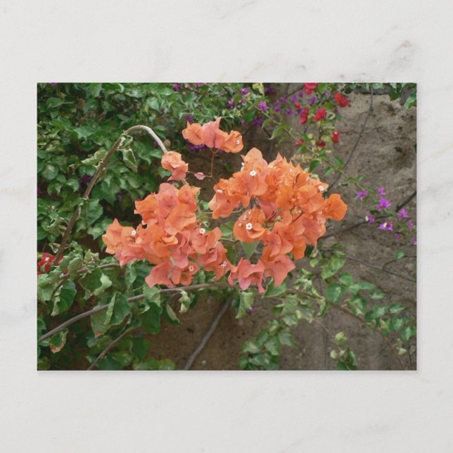 Orange farbige Blume Postkarte (Vorderseite)