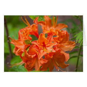 Orange Fleurs Azalea Floral Photographie