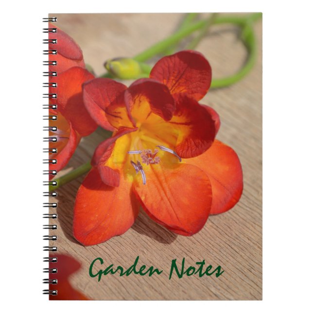 Orange Freesia Blume Notebook Notizblock (Vorderseite)