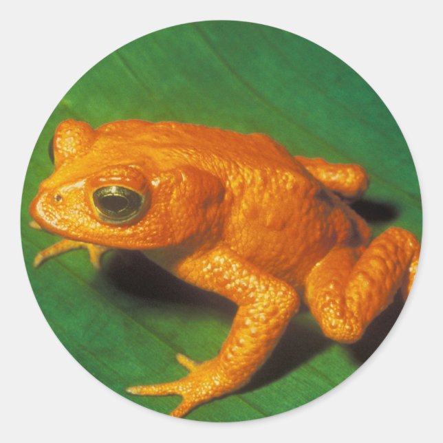 Orange Frog Runder Aufkleber (Vorderseite)