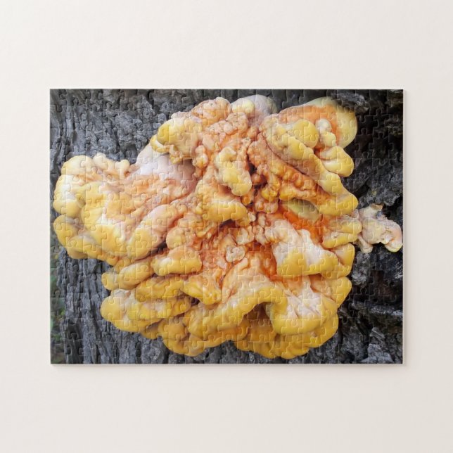 Orange Fungus (Horizontal)