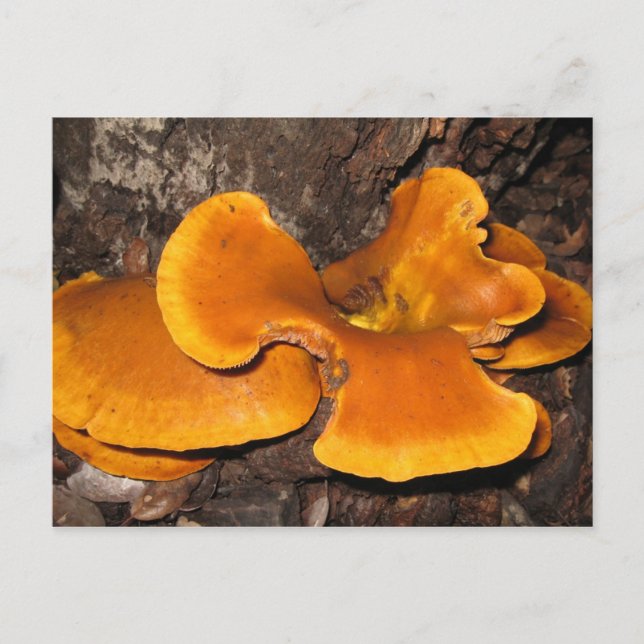 Orange Fungus Postkarte (Vorderseite)