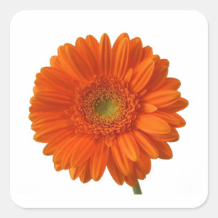 Orange Gänseblümchen-Aufkleber Quadratischer Aufkleber