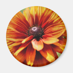 Orange Gänseblümchen-Blume Magnet