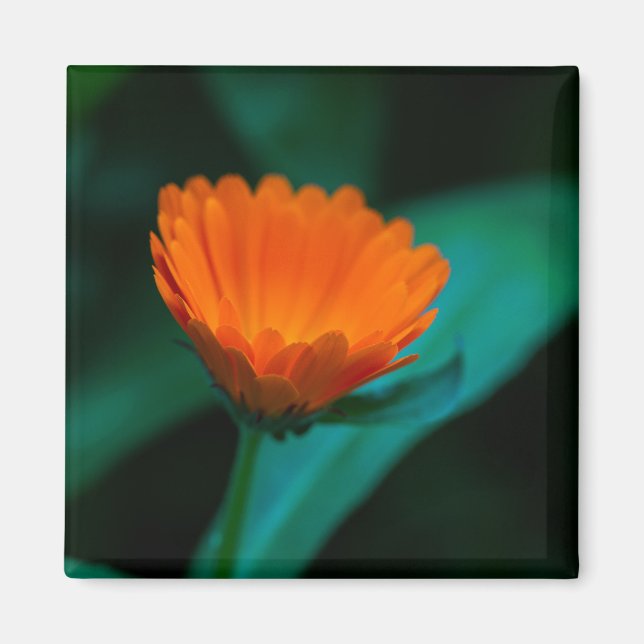 Orange Gänseblümchen-Blumenfotografie Magnet (Vorne)