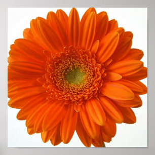 Orange Gänseblümchen-Plakat-Druck Poster