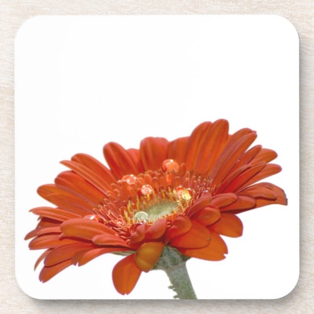 Orange Gänseblümchengerbera-Blume Untersetzer (Vorderseite)