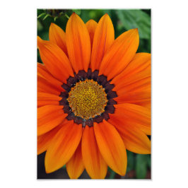 Orange Gazania African Daisies Summer Blume Fotodruck