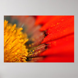 Orange Gazania African Daisies Summer Blume Poster