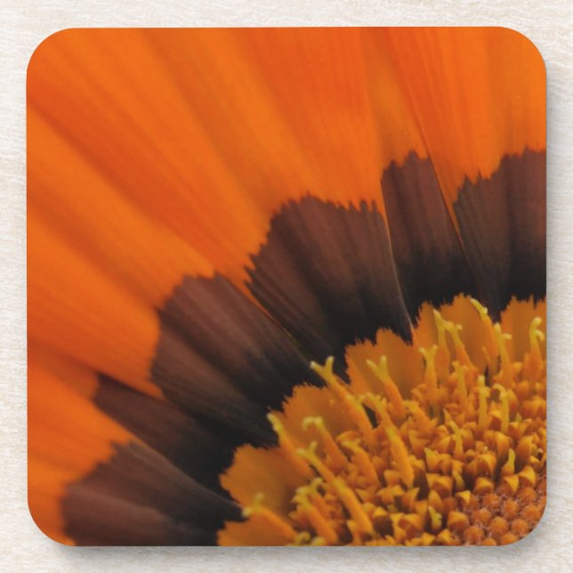 Orange Gazania Untersetzer (Vorderseite)