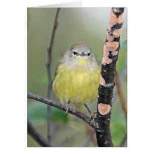 Orange-gekrönter Trällerer