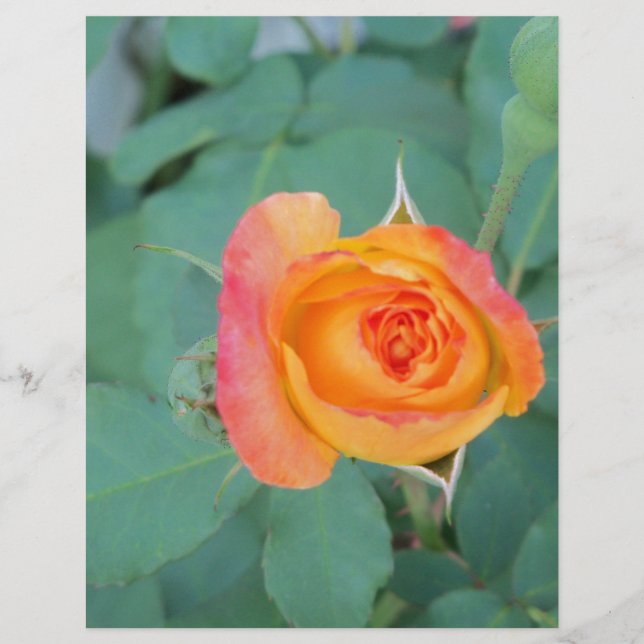 orange-gelbe Blume (Vorderseite)