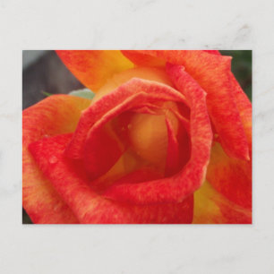 Orange & Gelbe Rose Postkarte