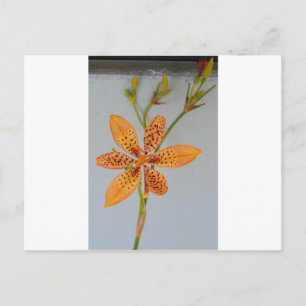 Orange gepunktet Iris genannt eine BlackBerry-Lili Postkarte
