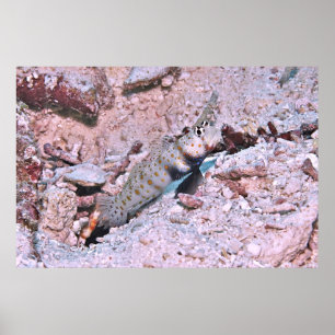 Orange Gepunktet Shrimp Goby II Poster