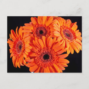 Orange Gerber Daisies Ankündigungspostkarte