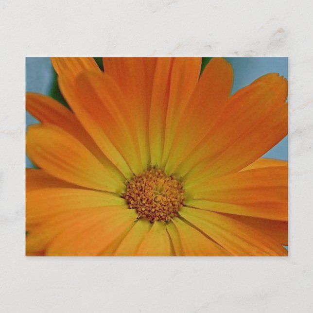 Orange Gerber Daisy Postkarte (Vorderseite)