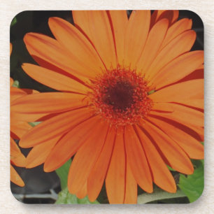 Orange Gerber Gerbera Gänseblümchen daisie Getränkeuntersetzer
