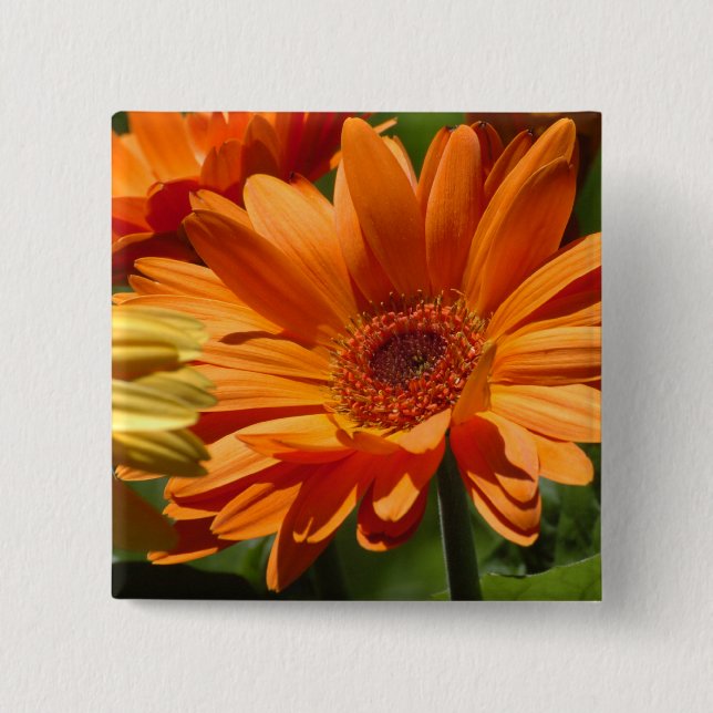 Orange Gerbera Button (Vorderseite)