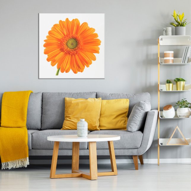 Orange Gerbera Daisy Blume auf weißem Foto Poster (Von Creator hochgeladen)