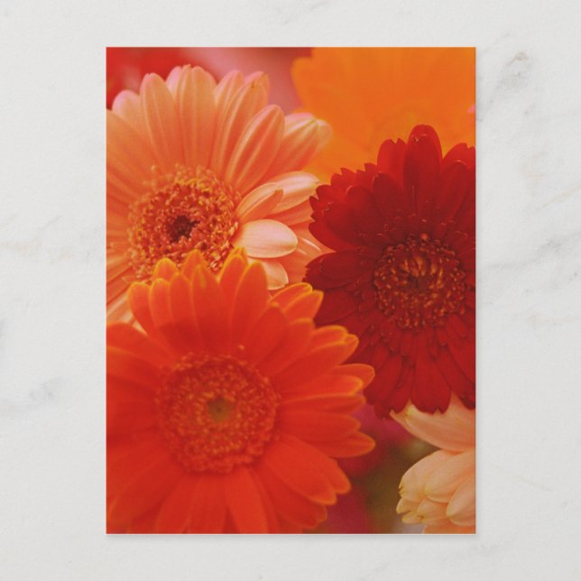 Orange Gerbera Daisy Blume Foto Art Postcard Postkarte (Vorderseite)
