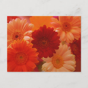 Orange Gerbera Daisy Blume Foto Postkarten