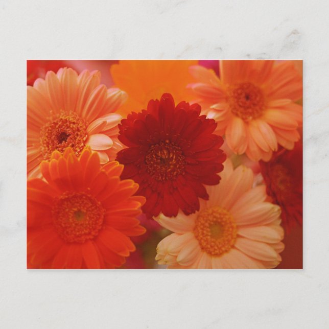Orange Gerbera Daisy Blume Foto Postkarten (Vorderseite)