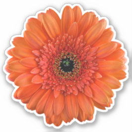 Orange Gerbera Daisy Blume Kiss-Cut Sticker